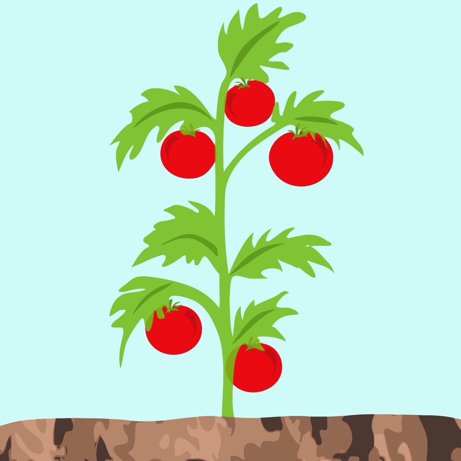Plants clipart fruit plant. Image result for tomato