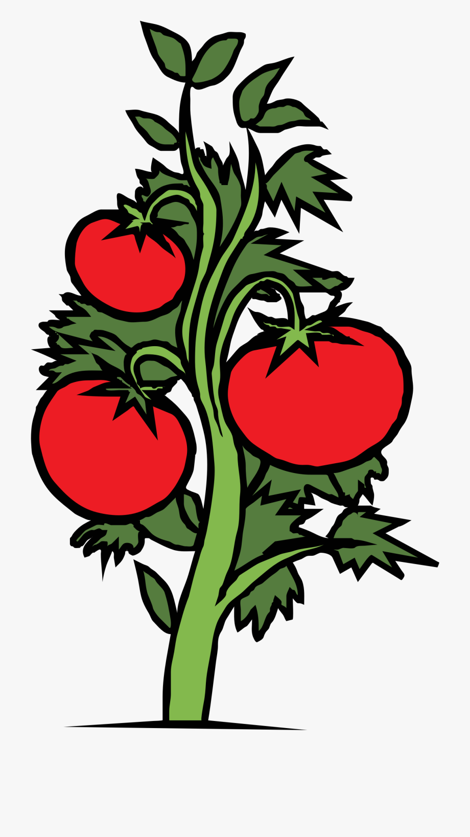tomatoes clipart big plant