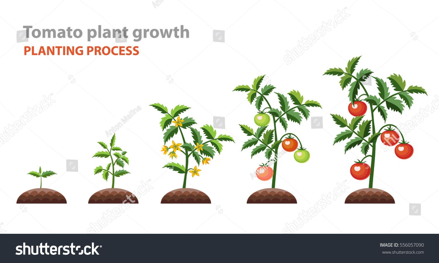 planting clipart tomatoe plant