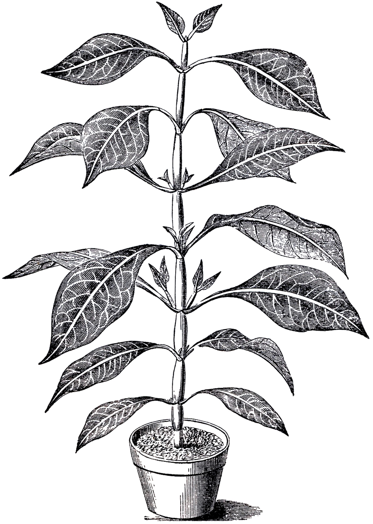 plants clipart black and white