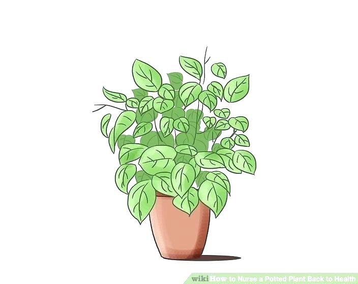 planting clipart wilted plant
