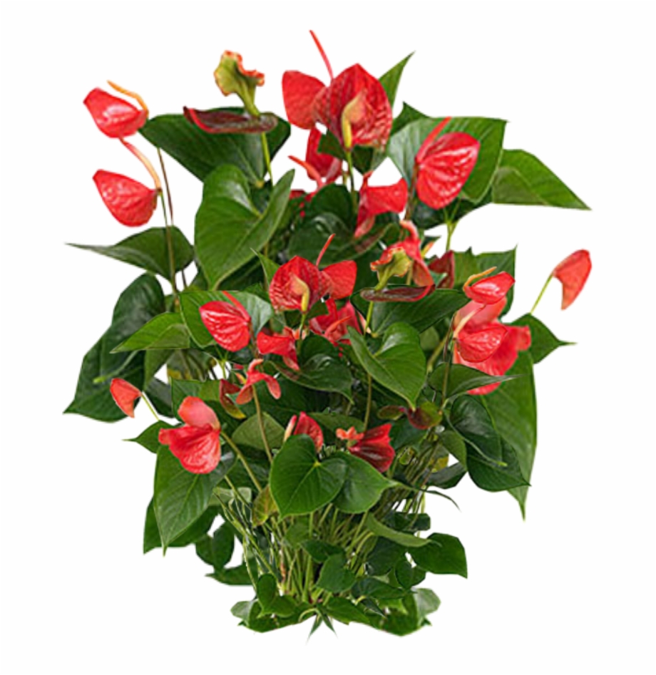 Download png with flower. Plants clipart flowering plant