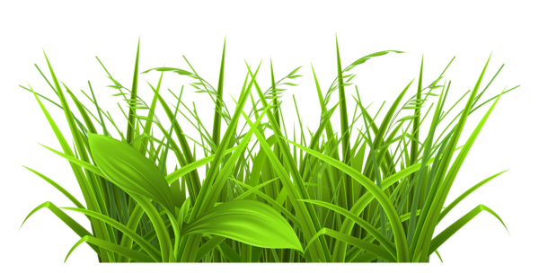 plants clipart grass