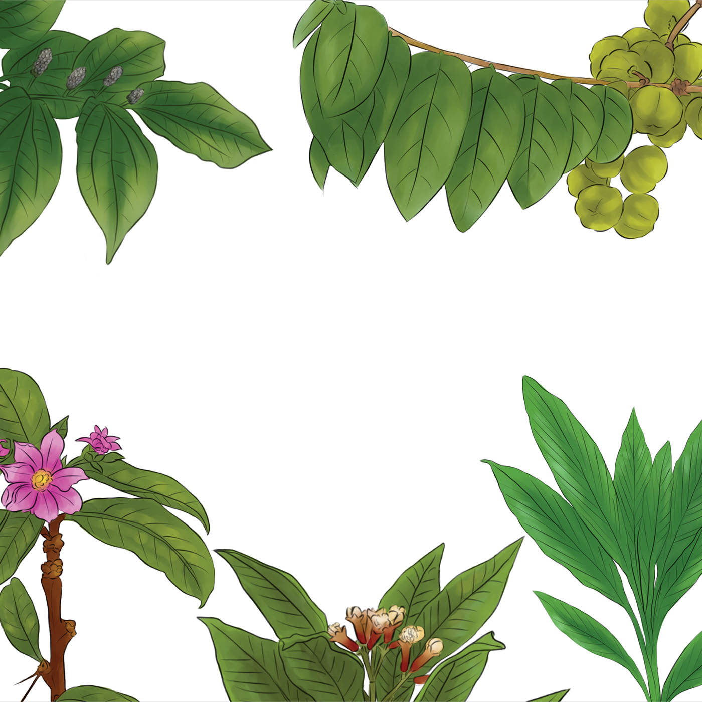plants clipart herb