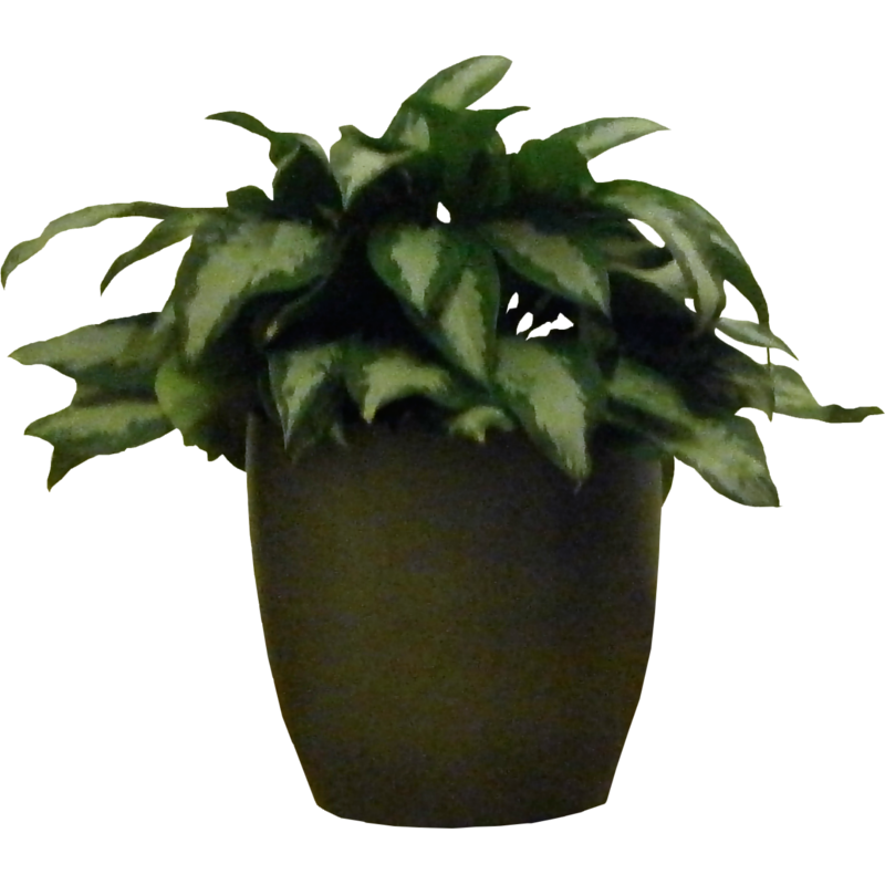 Plants clipart indoor plant. Potted transparent elegant with