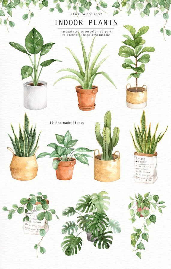 Pin on botanic illustration. Plants clipart indoor plant