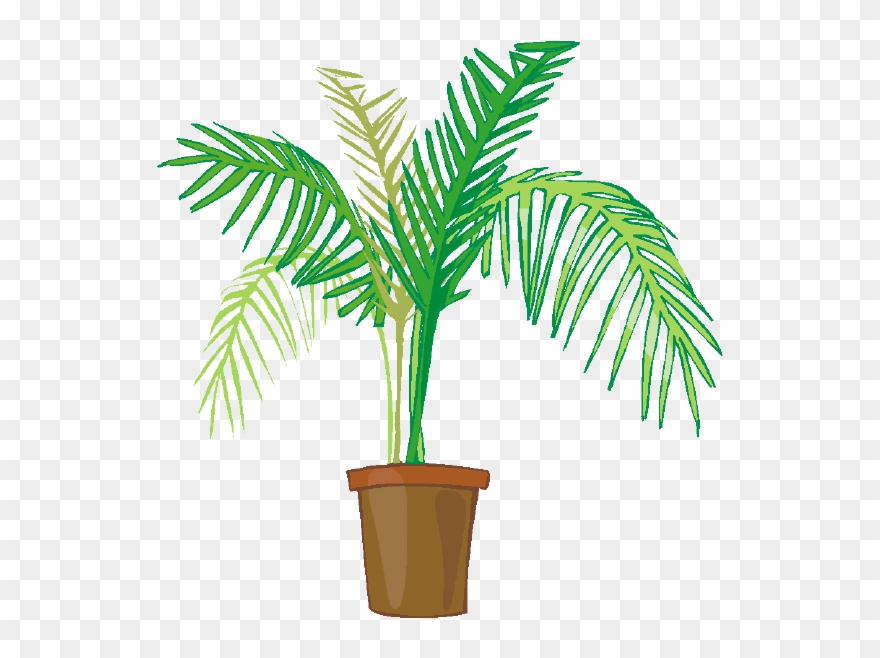 Potted palm tree png. Plants clipart indoor plant