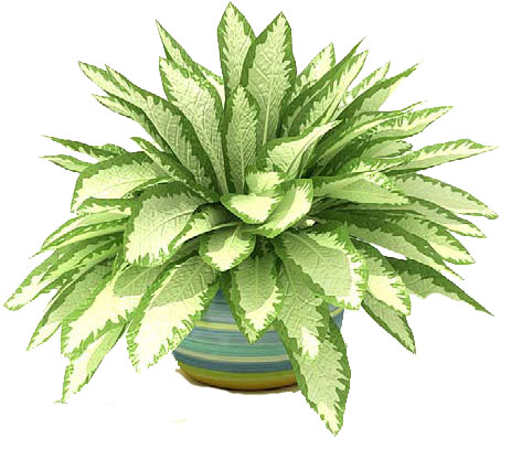 Plants clipart indoor plant. Free house cliparts download