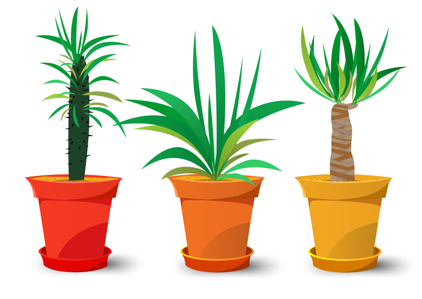 Plants clipart indoor plant. Easy that thrive by