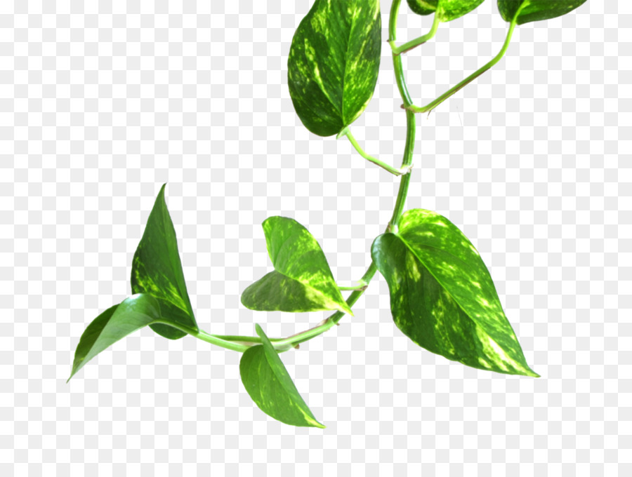 Background vine tree transparent. Plants clipart money plant