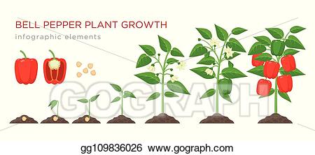 plants clipart sweet pepper