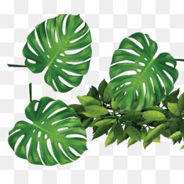 plants clipart tropical plant