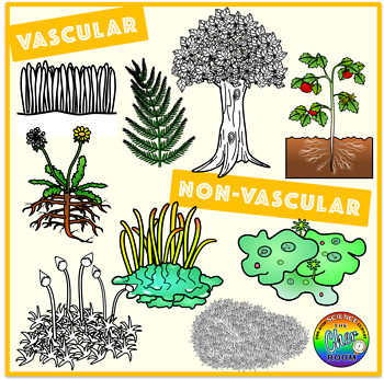 plants clipart vascular plant