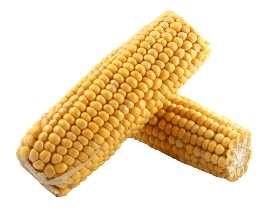 plate clipart corn