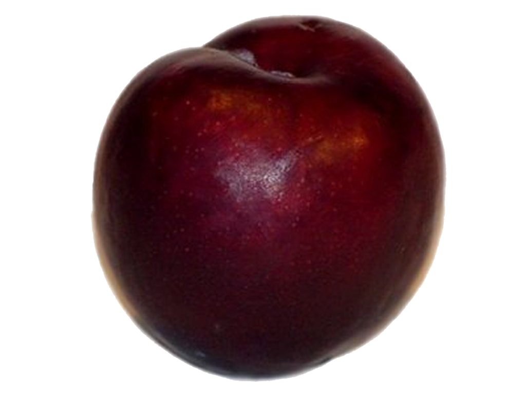 plum clipart damson