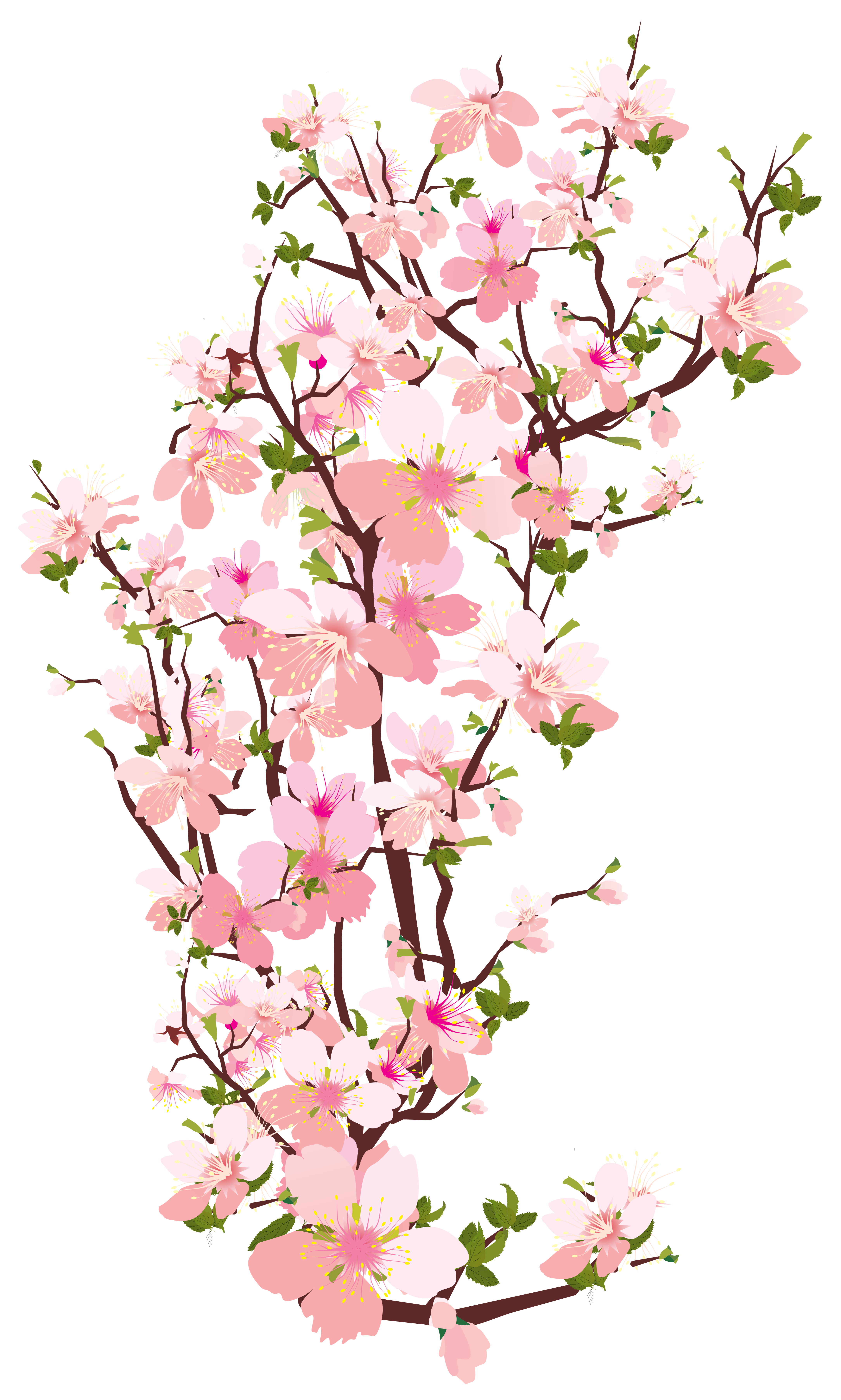Flower clip library stock. Plum clipart june