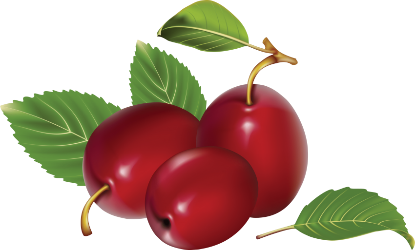 plum clipart plum fruit