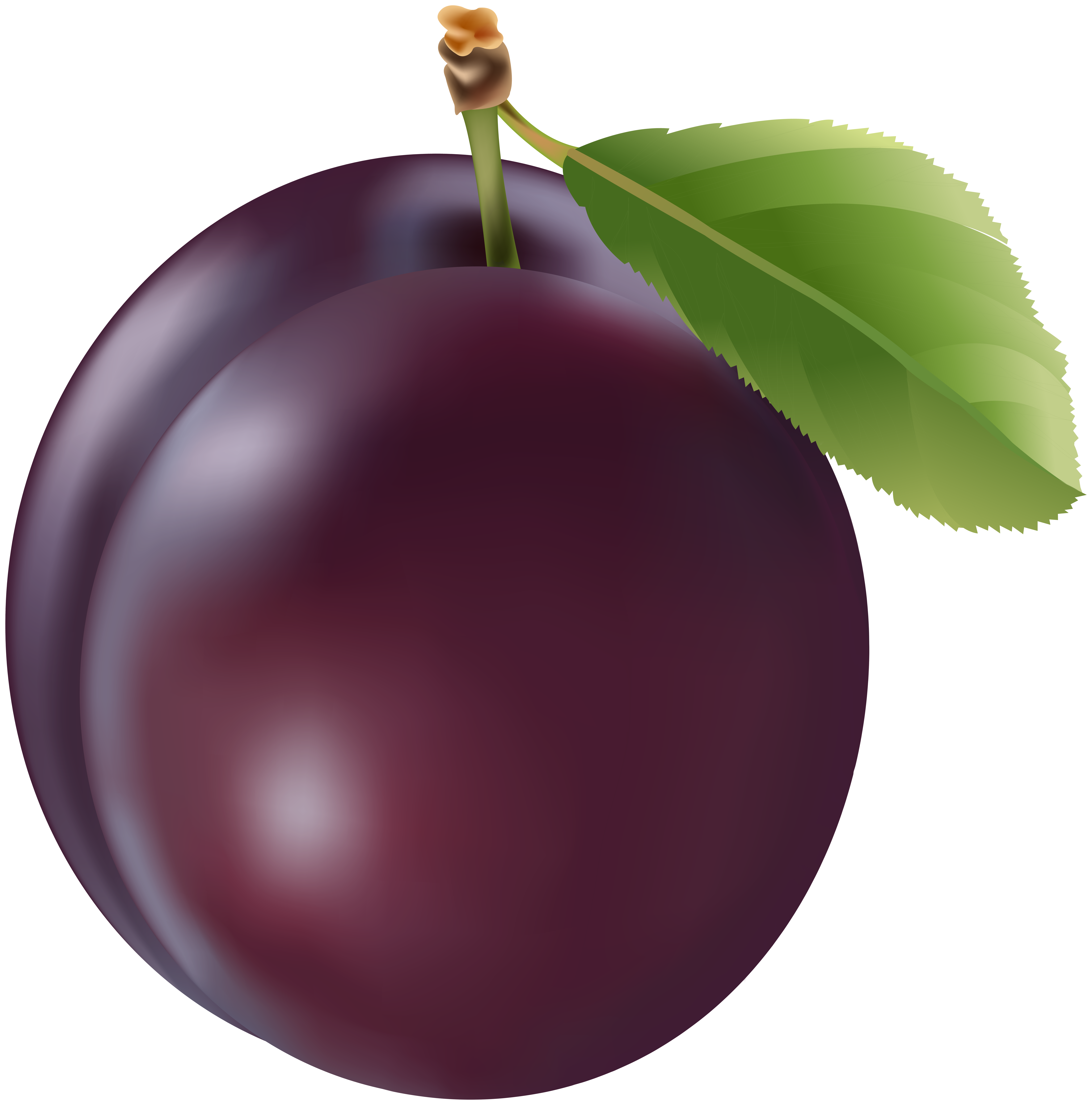 prune plum download free