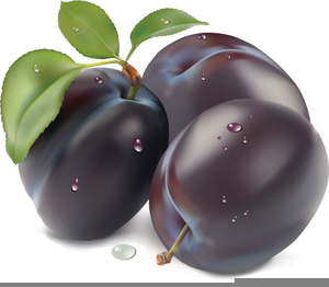 plum clipart purple plum