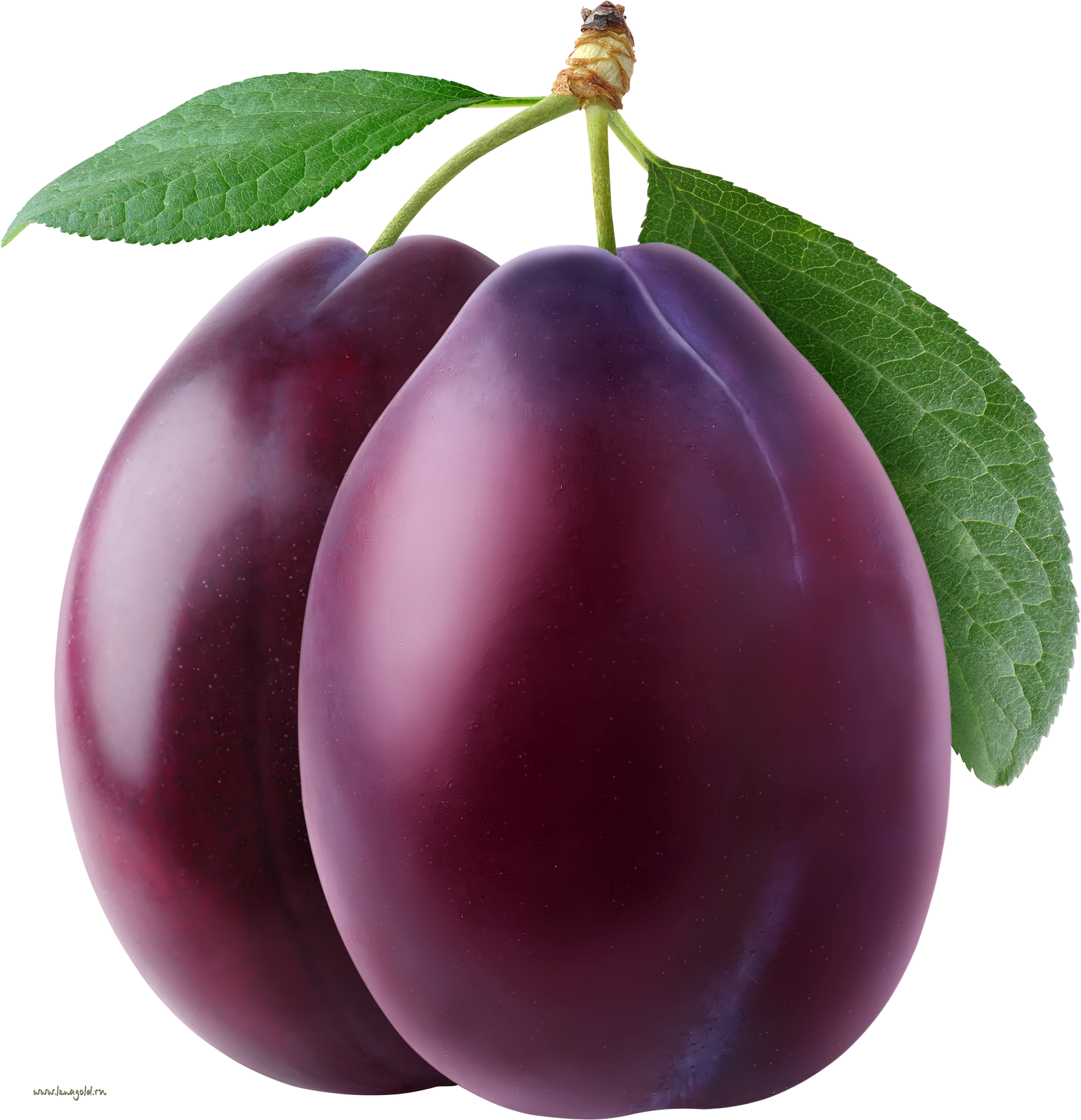 Plum clipart real. Png image purepng free
