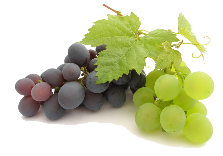 plum clipart single grape