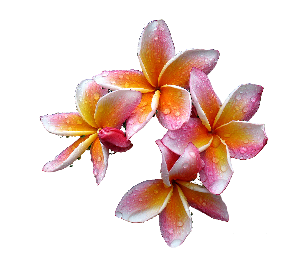 Plumeria flower png. Flowers free download 