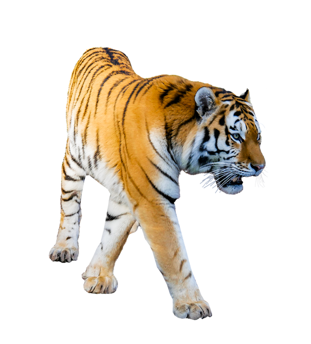 Tiger prowling image format. Png files with transparent background