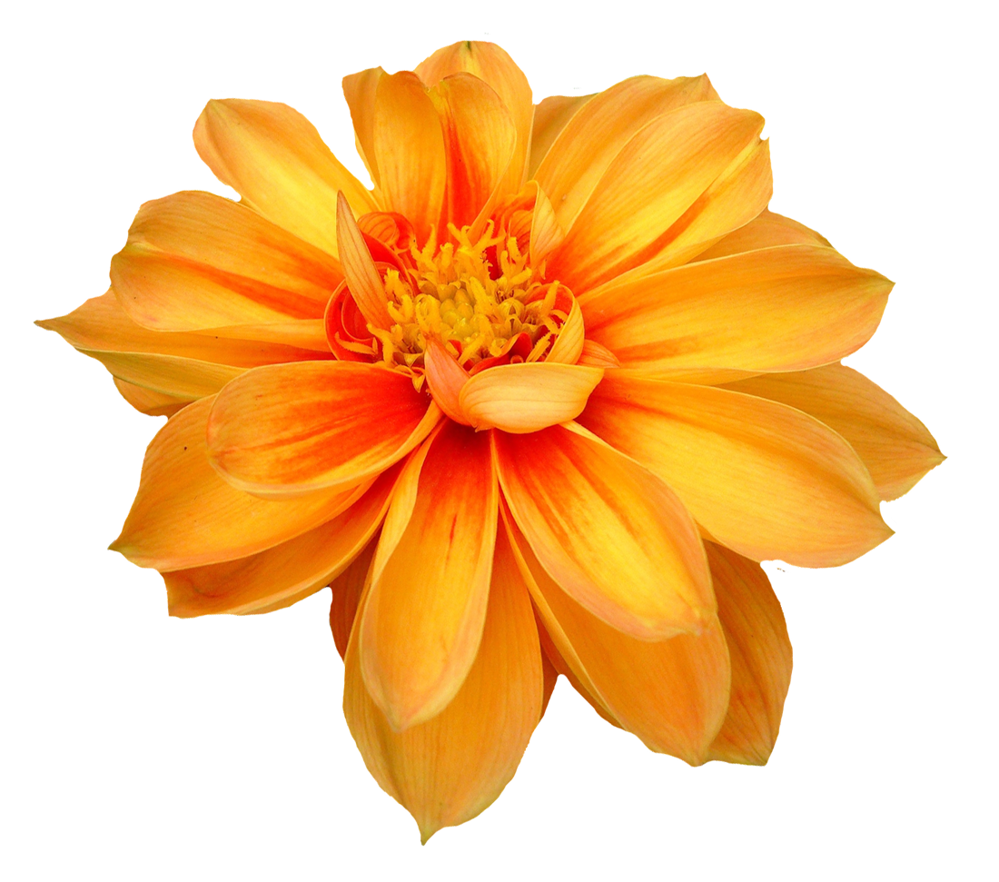 Png flower. Image pngpix com dahlia