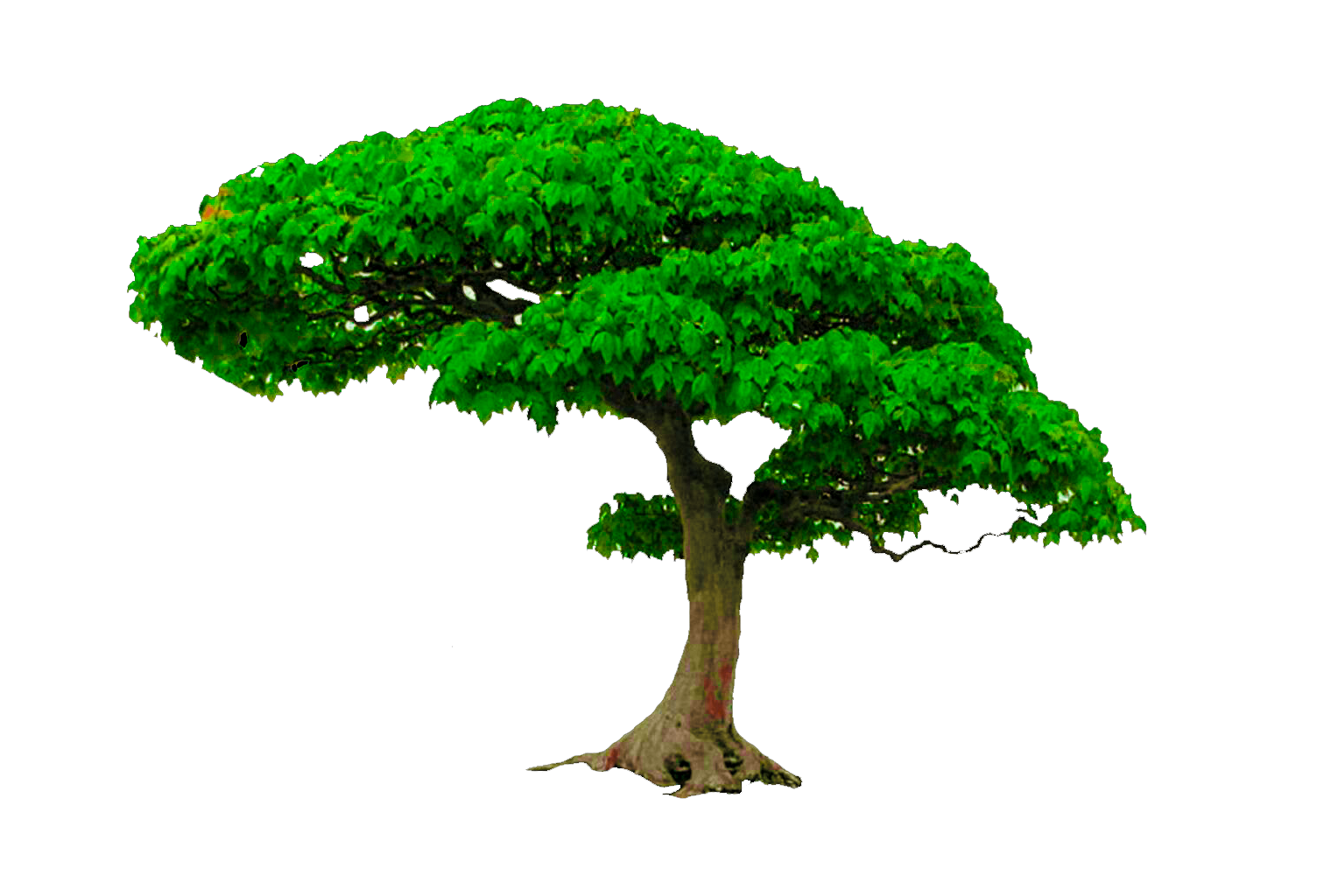 Png images for photoshop. Tree editing cb edits