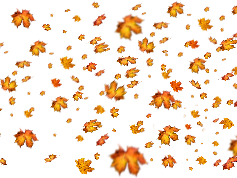 Fall leaves overlay nature. Png images for photoshop