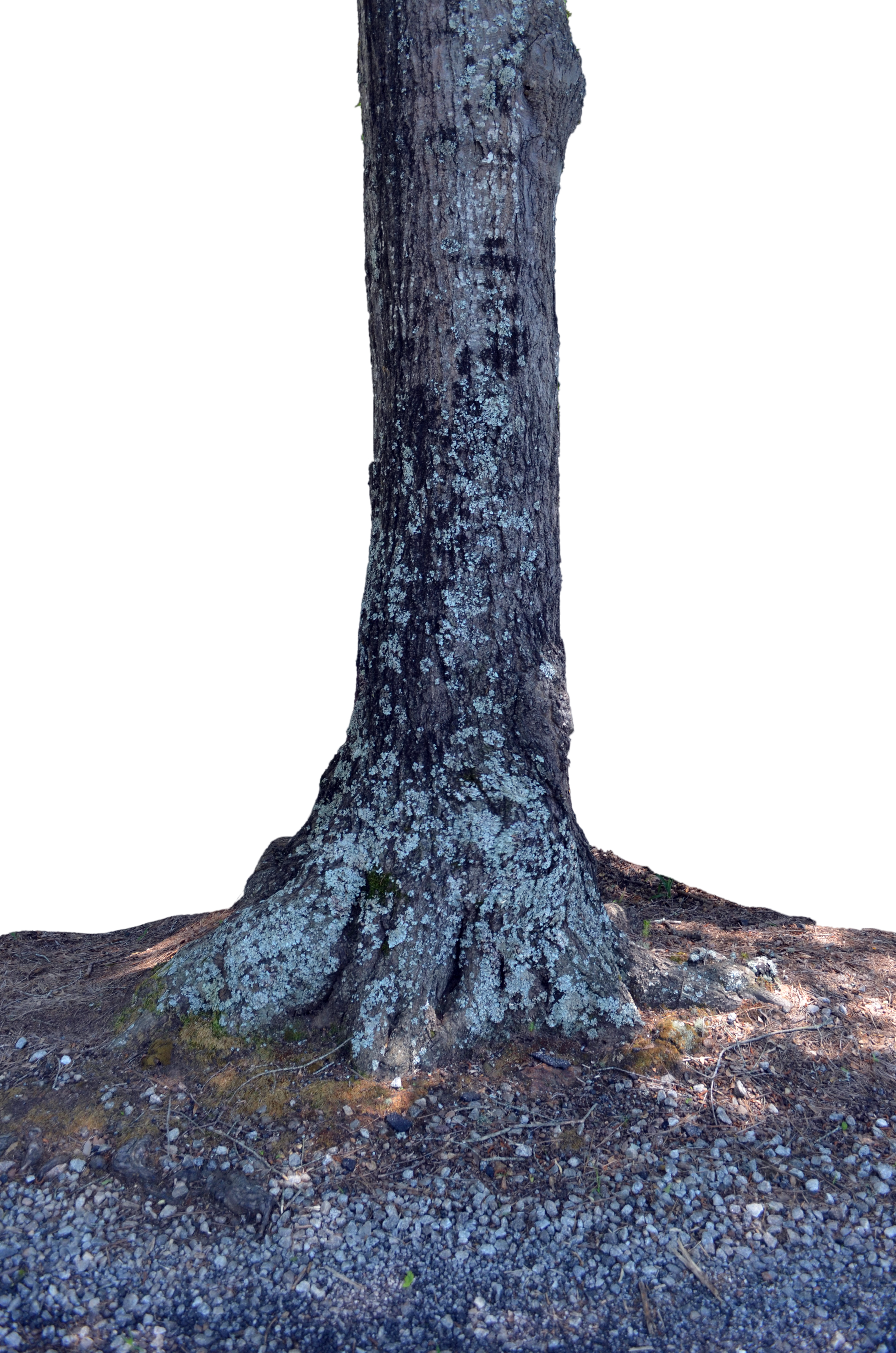 Tree trunk transparent pluspng. Png stock images