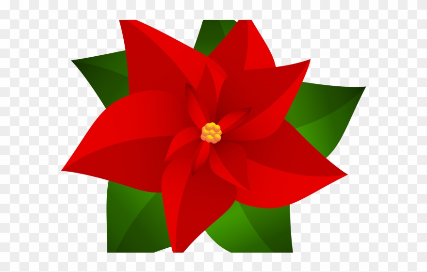 Poinsettia top border drawing. Poinsettias clipart cartoon