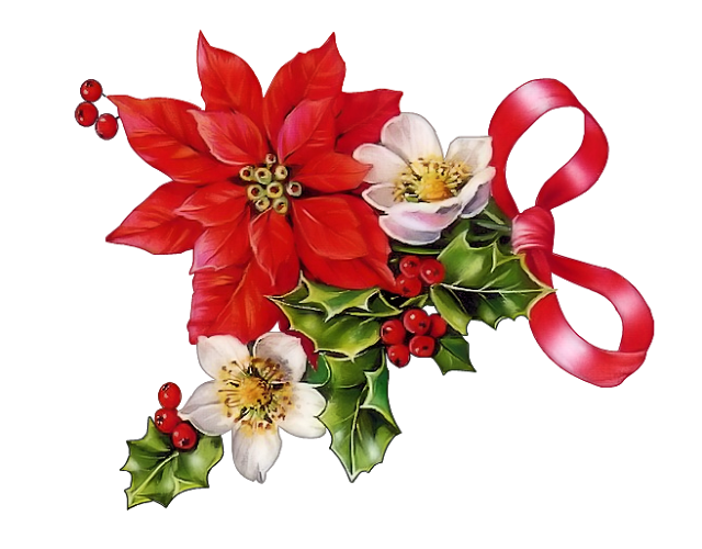 Poinsettias christmas rose