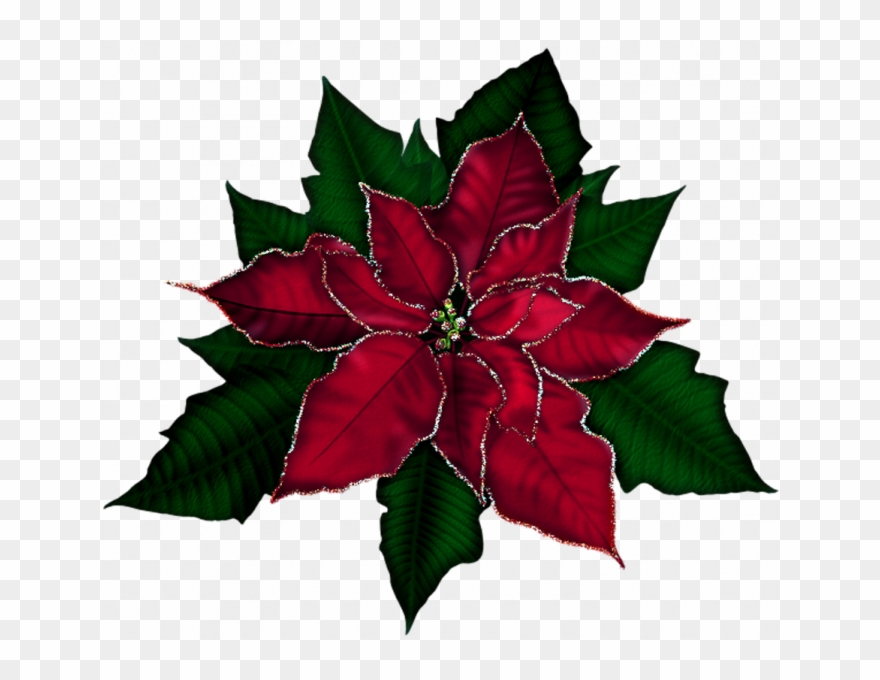 Flower leaf red holly. Poinsettia clipart different kind plant