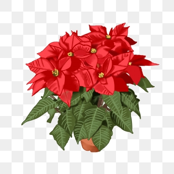 Poinsettia clipart different kind plant. Png vector psd and