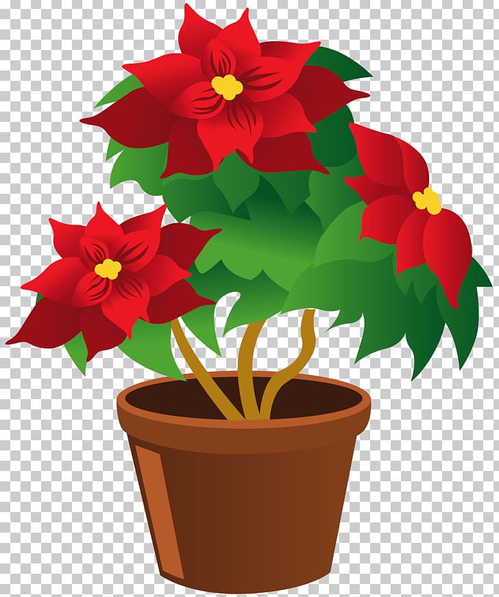 Thumbnail png blog christmas. Poinsettia clipart different kind plant