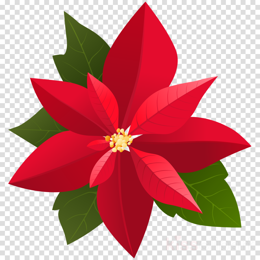 poinsettia clipart floral