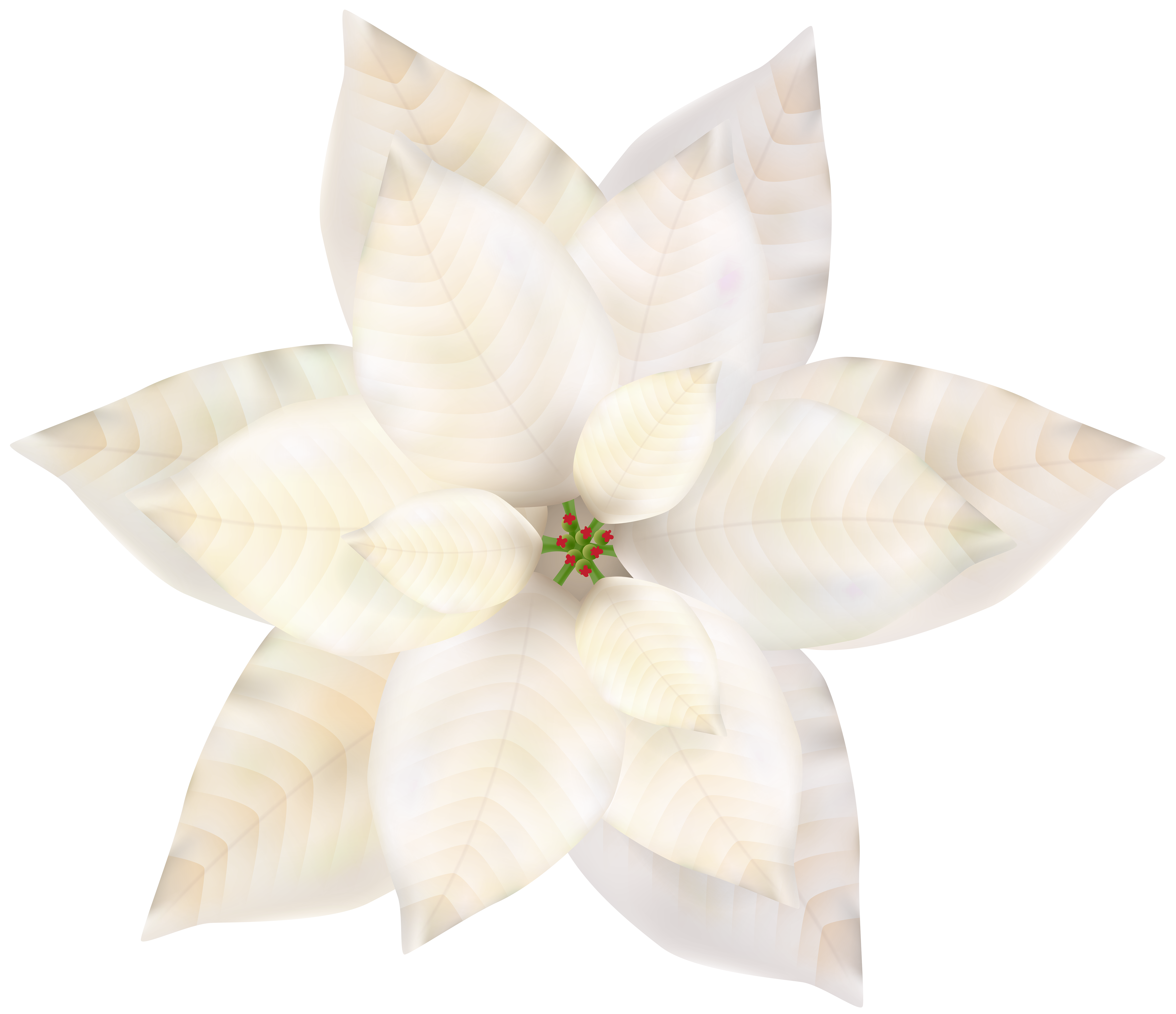 Christmas white png clip. Poinsettia clipart kid