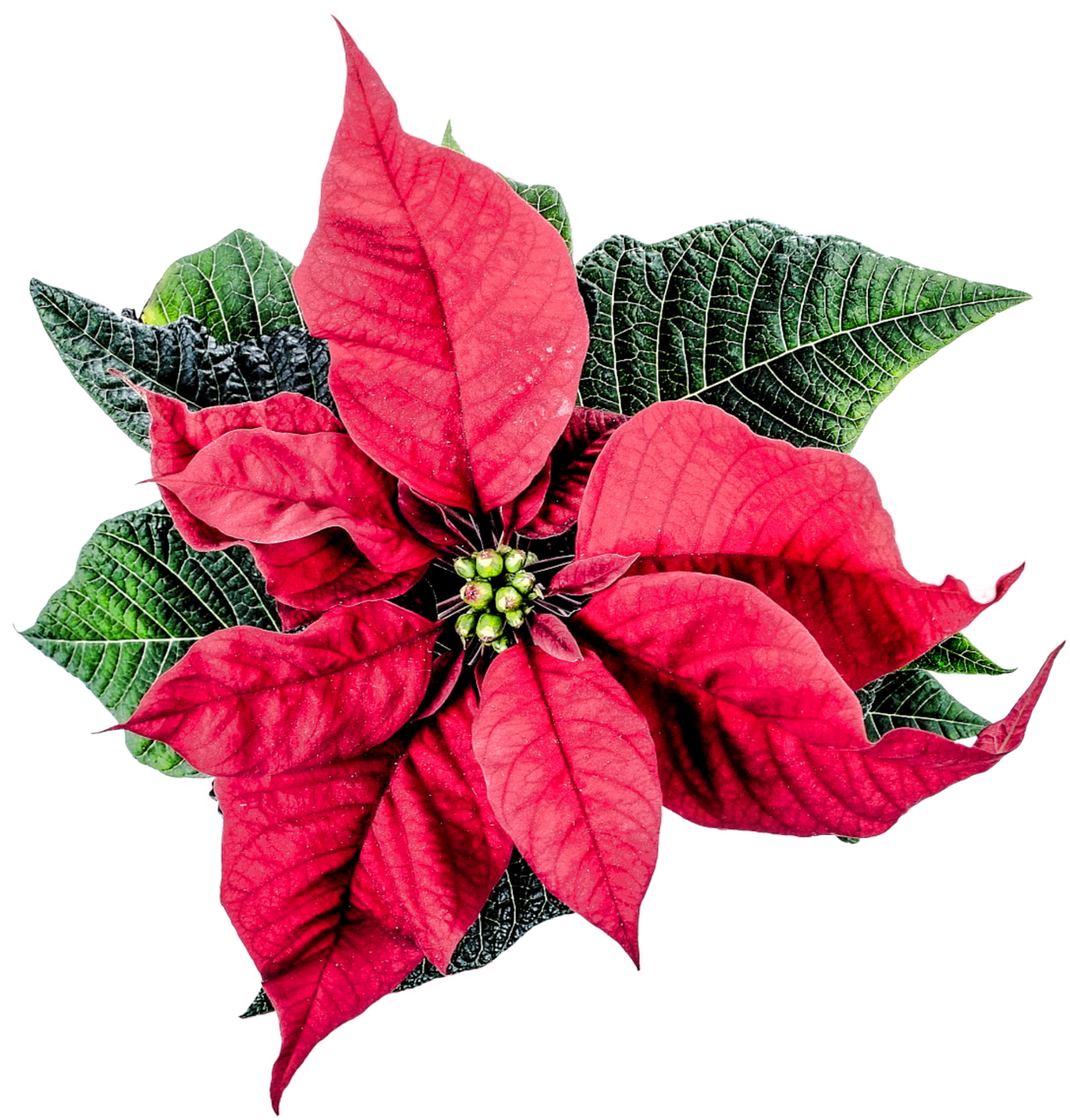 Christmas flower png image. Poinsettia clipart leaf