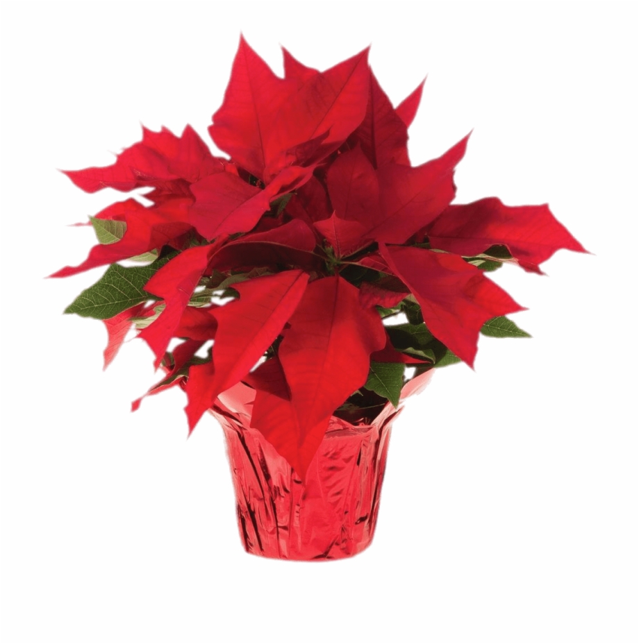 poinsettia clipart potted