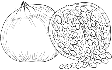 pomegranate clipart coloring page