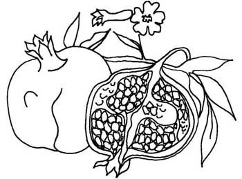 pomegranate clipart drawing