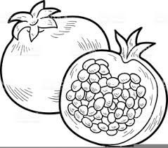 pomegranate clipart drawing