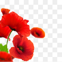Png images vectors and. Poppy clipart
