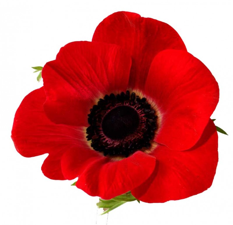 poppy clipart clear background