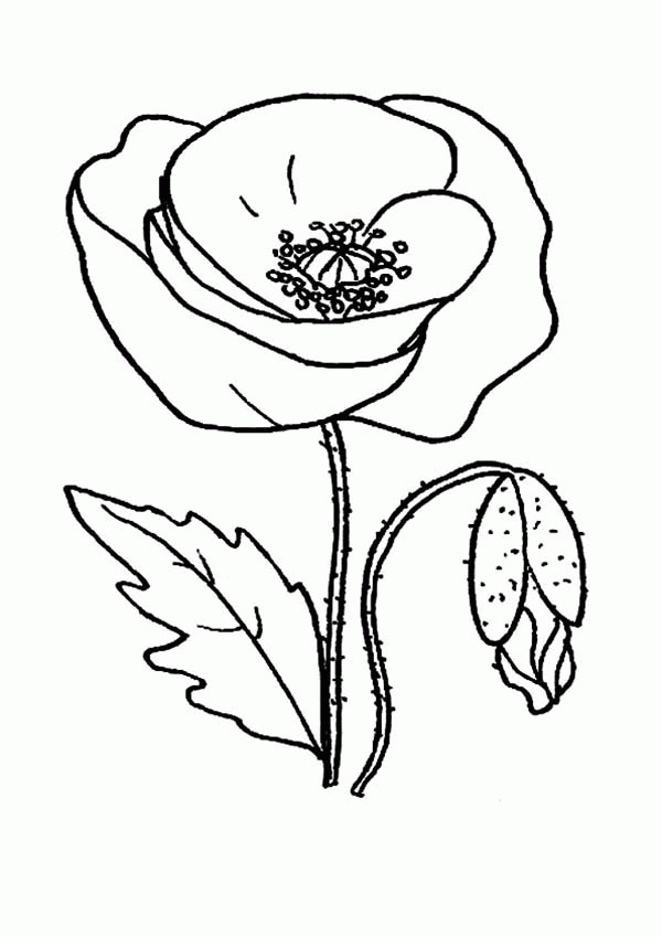 poppy clipart color