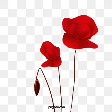 Poppy clipart colour outline. Png vector psd and