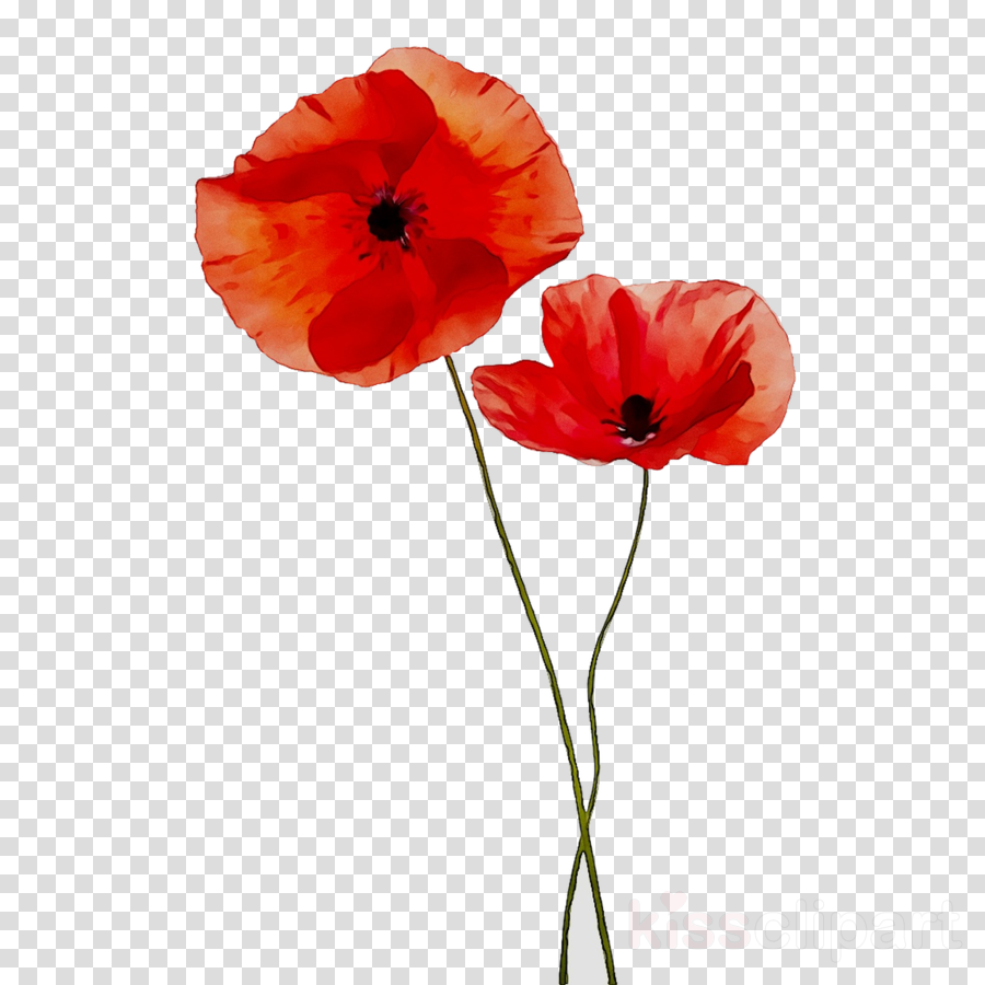 remembrance day poppies png