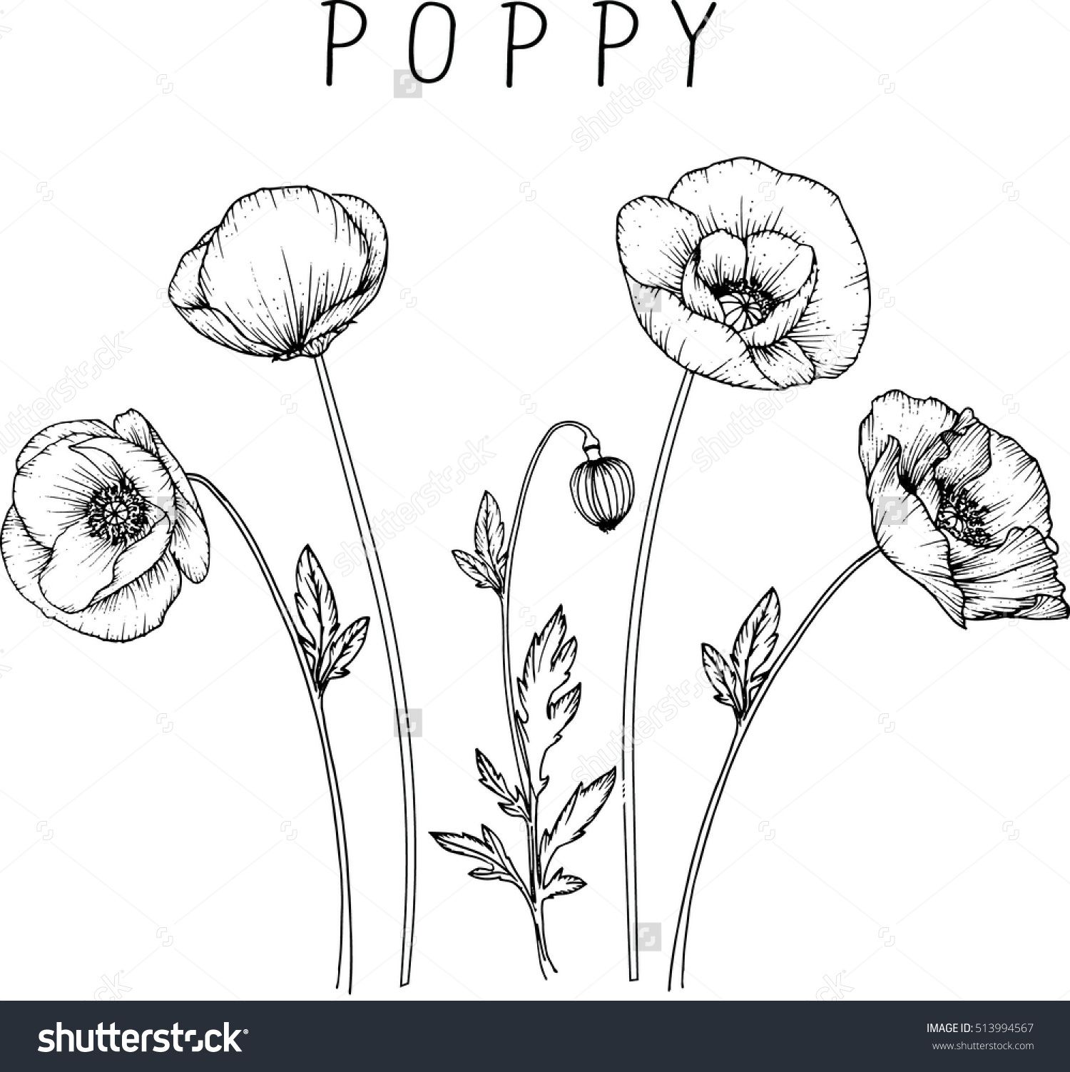 Poppy clipart drawing, Poppy drawing Transparent FREE for download on ...