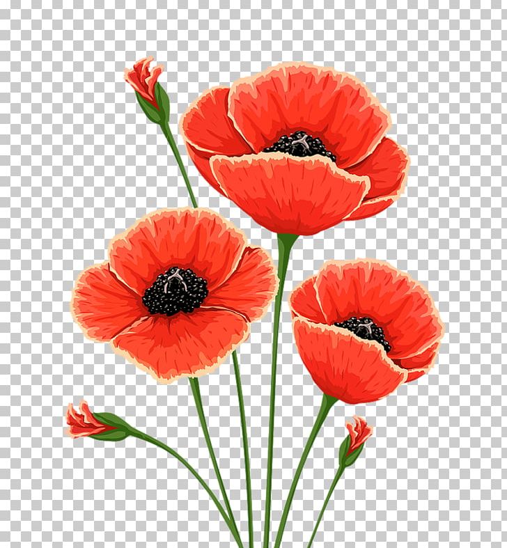 poppy clipart english